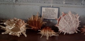 The museum has a fabulous shell collection