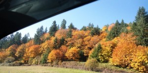 The Oregon I-5 drive in Fall is something else