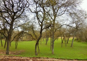 Wonderful green space at Hidden Valley RV Park