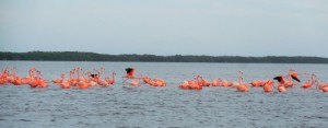 Lots of Flamingos here