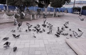 I enjoyed my pidgeon watching time at the La Paz Zocalo